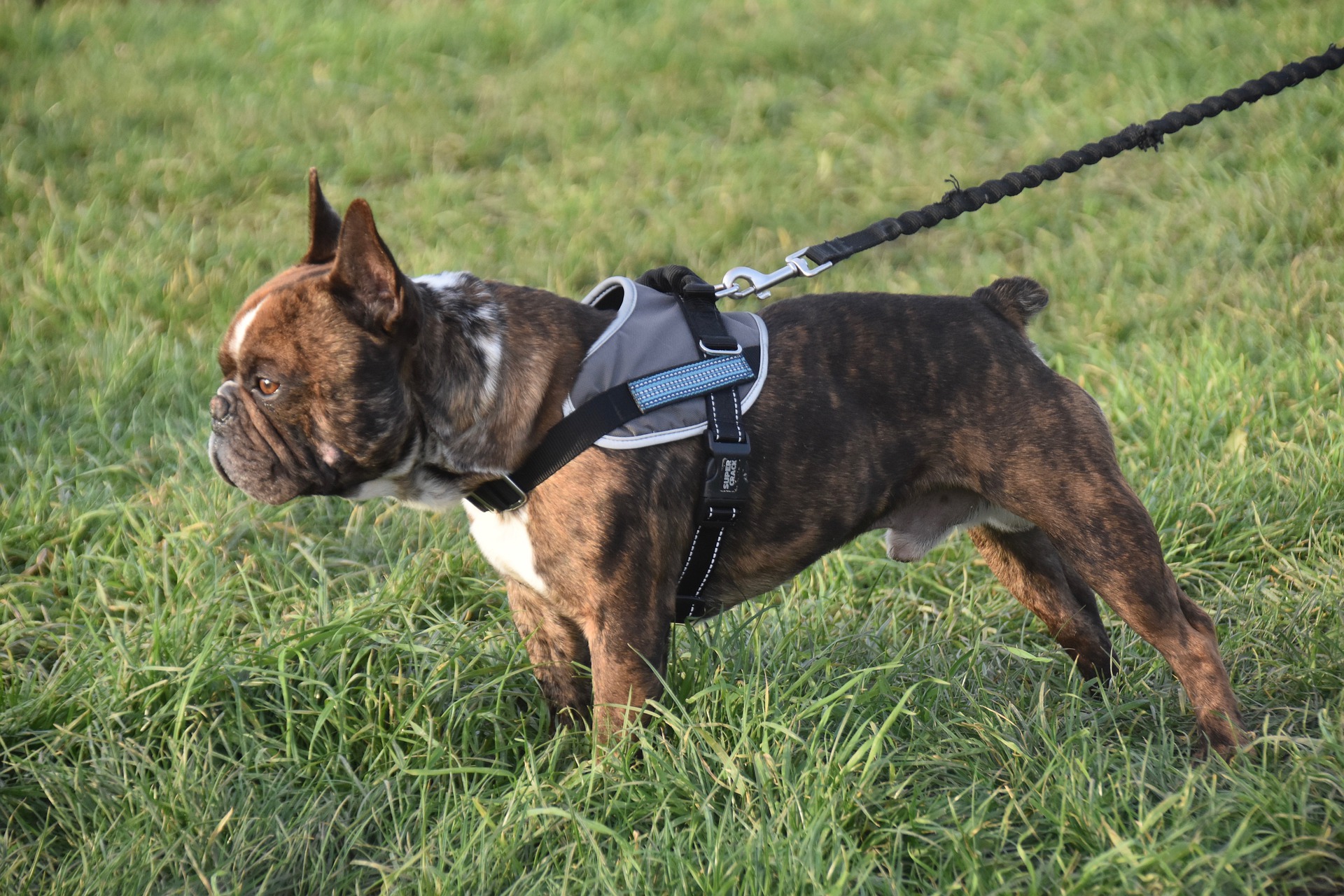 Leash Reactivity – Escalating to Relaxed in no time