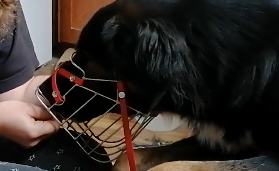 How to find the PERFECT Muzzle